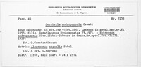 Epicoccum andropogonis image